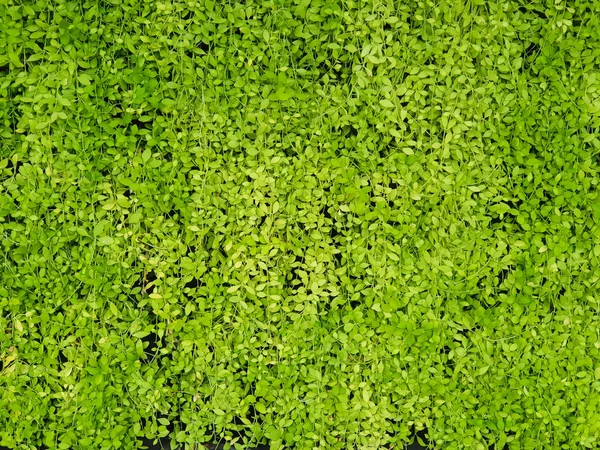 Feuilles Vertes Asclepiadaceae Dischidia Nummularia Variegata Pour Fond Texturé Nom — Photo