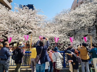 Meguro, Tokyo / Japonya - 25 Mart 2018: sahne zaman beyaz kiraz çiçekleri veya sakura tam çiçek ile nehir süslemek için pembe fener Meguro kutlamak Hanami Festivali.