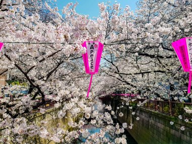 Meguro, Tokyo / Japonya - 25 Mart 2018: sahne zaman beyaz kiraz çiçekleri veya sakura tam çiçek ile nehir süslemek için pembe fener Meguro kutlamak Hanami Festivali.