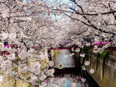 Güzel beyaz kiraz çiçeği veya sakura tam çiçeklenme Tokyo Meguro kanalında.
