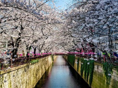Güzel beyaz kiraz çiçeği veya sakura tam çiçeklenme Tokyo Meguro kanalında.