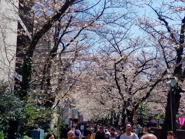 Meguro Tokyo Japão Março 2018 Cenário Rio Meguro Quando Flores — Fotografia de Stock