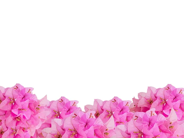 Рамка Рожевого Букета Квітів Бугенвіля Порожнім Простором Білому Тлі Відсічними — стокове фото