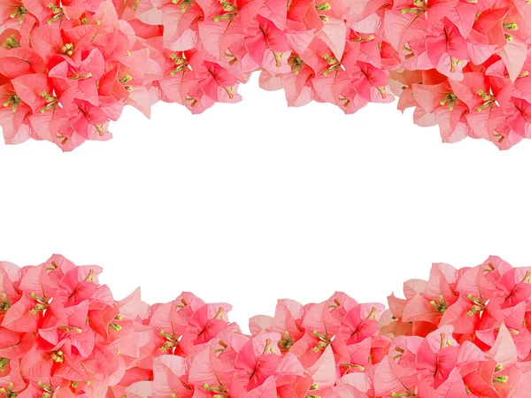 Rammeverk Røde Bukett Bouginvillea Blomster Med Tom Plass Hvit Bakgrunn – stockfoto