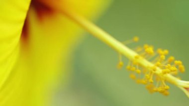 Çin hibiscus çiçek yakın çekim pistil