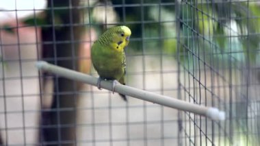 Bir levrek insanlar geçmiş bir hayvanat bahçesi kafeste oturur dalgalı papağan git.