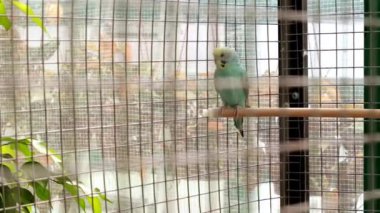 Bir levrek insanlar geçmiş bir hayvanat bahçesi kafeste oturur dalgalı papağan git