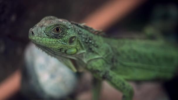 Groene eublepharis zit roerloos op een steen — Stockvideo