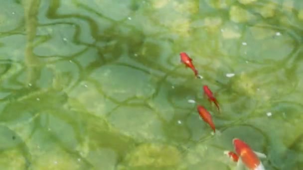 Goldfish swim in a pond, the camera moves over the fish — Stock video