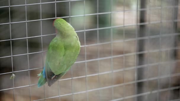 Parrot Agapornis roseicollis is crawling around the cage — Αρχείο Βίντεο