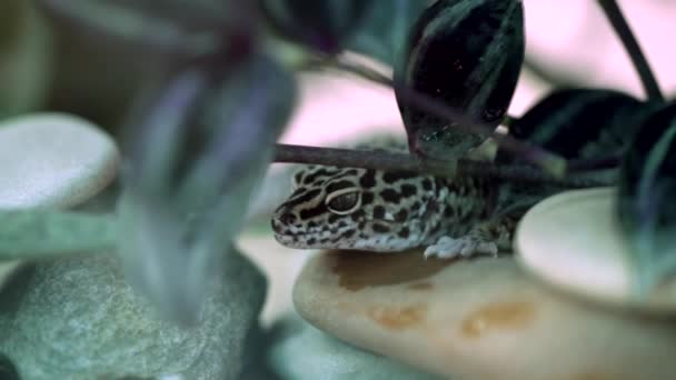 Eublepharis leopard сидить на камені, впритул, на передньому боке листя — стокове відео