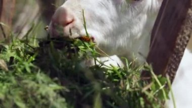 bir çiftlikte saman yiyen küçük beyaz keçi