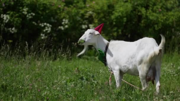 Chèvre drôle dans une casquette rouge et papillon vert sur son cou pâturage dans un champ — Video