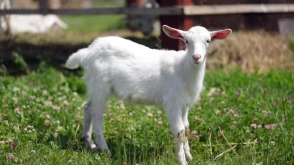Graciosa cabra jovem pastando em um prado, olhando diretamente para a câmera — Vídeo de Stock