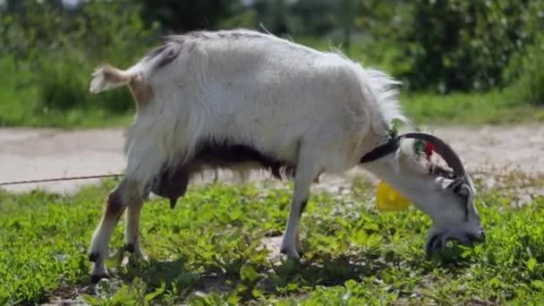 Lustige Ziege weidet auf einem Bauernhof, der Gras isst, mittlerer Schuss — Stockvideo