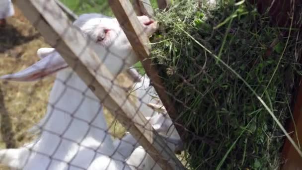 Veel kleine witte kinderen eten hooi in een pen — Stockvideo