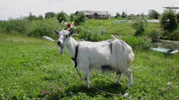 Смішні Коза з вінок на голові пасеться в полі жувальної на траві — стокове відео