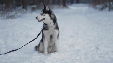 Husky köpek yürüyüş. Karda oturan ve etrafa köpek ve sahibi