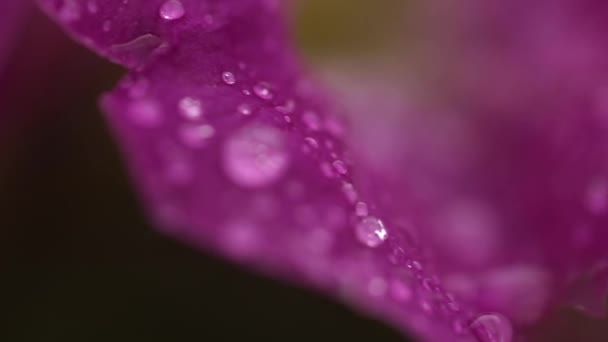 Flor de petunia después de la lluvia macro — Vídeo de stock