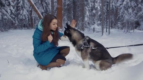 Vrouw treinen een hond Husky opdrachten sit, lie down, paw — Stockvideo