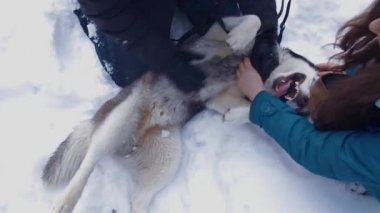 Göbek Husky köpekleri için tırmalamak Çift