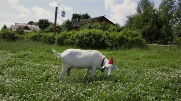 Lustige Ziege mit roter Mütze und grünem Schmetterling am Hals, die auf einem Feld weidet — Stockvideo