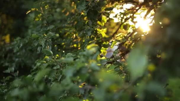 The sun peeking through the leaves of apple closeup — Stockvideo