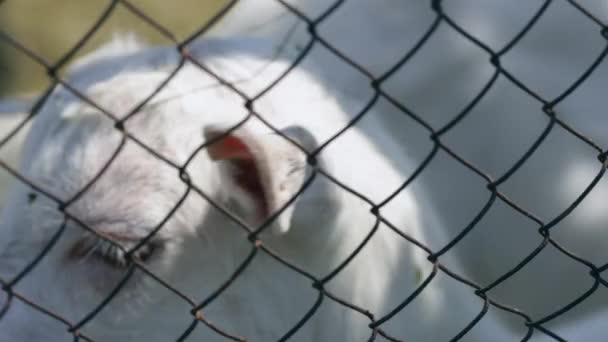 Young goat looking directly at the camera, close up, front view — Stock Video