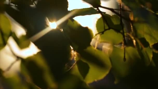 석양에 나무의 잎을 통해 서 태양 광선 필터 — 비디오