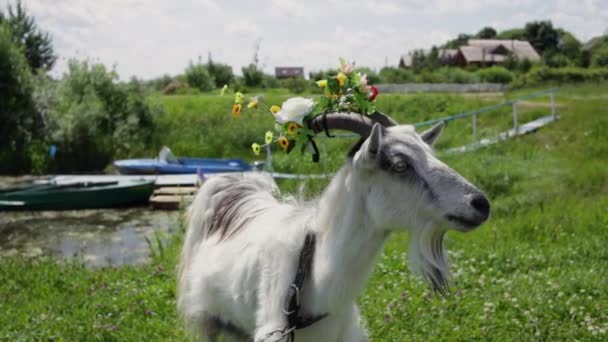 Cabra engraçada com uma grinalda nos chifres pastando no campo, mastiga grama — Vídeo de Stock