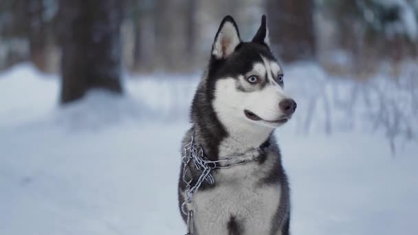 Husky dog on walk. dog looks around — Stock Video