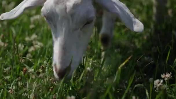 Grappige geit in rode dop en groene vlinder schaafwonden op een boerderij eten gras — Stockvideo