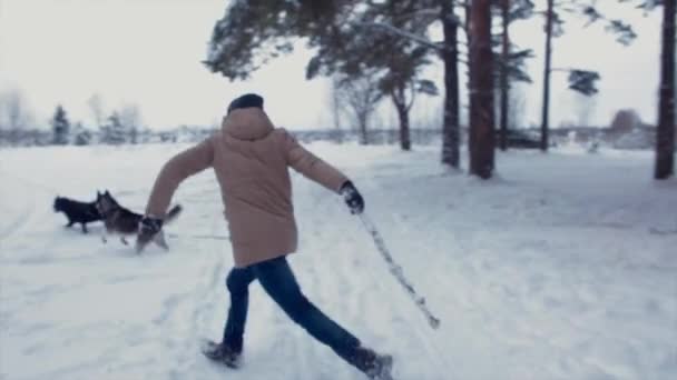 Man traint honden om een stok in een winter forest — Stockvideo