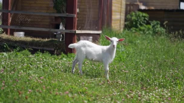 Изящная маленькая коза пасущаяся на лугу с клевером, стоящая и глядя в — стоковое видео