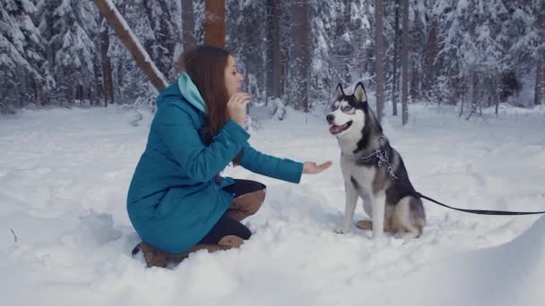 Женщина тренирует собаку Хаски командами сидеть, лежать, лапать. Собака ест снег — стоковое видео