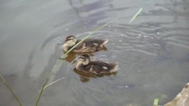 Bulutlu bir günde bir su birikintisi içinde yüzmeye üç ördek