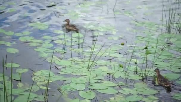 Três patos nadando em um lago em um dia nublado — Vídeo de Stock