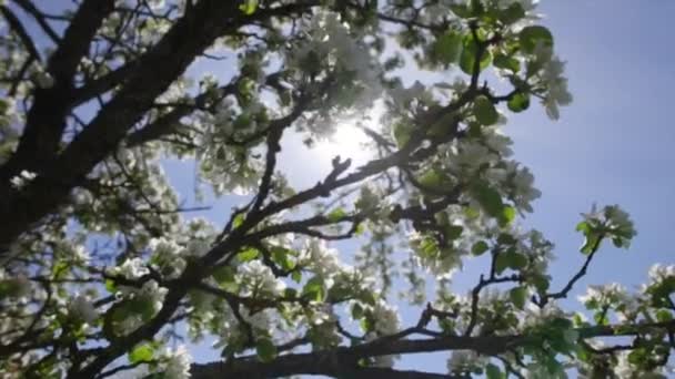 ดอกไม้ฤดูใบไม้ผลิบนต้นแอปเปิ้ล ดวงอาทิตย์ส่องผ่านใบไม้ — วีดีโอสต็อก