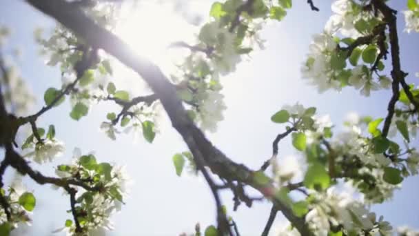 Весенние цветы на яблоне . — стоковое видео