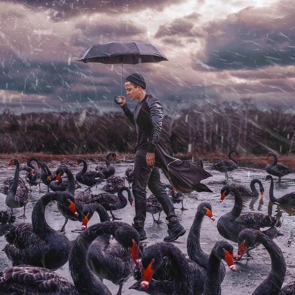 Hombre Con Cisnes Negros Bajo Umrella —  Fotos de Stock