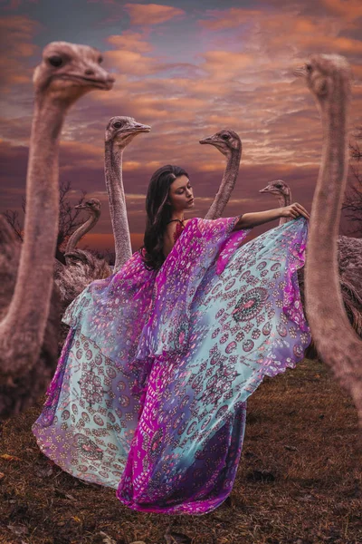 Hermosa Mujer Con Manada Avestruces —  Fotos de Stock