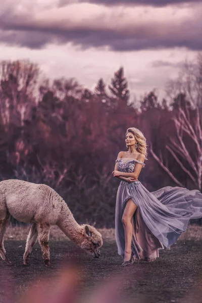 Vacker Kvinna Med Alpaca Photoshoot — Stockfoto