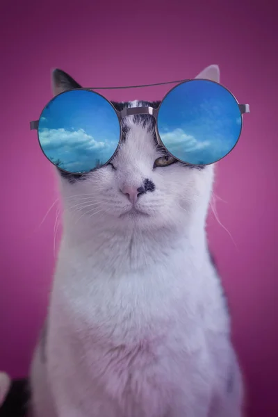 Beau Chat Avec Des Lunettes Fond Rose — Photo