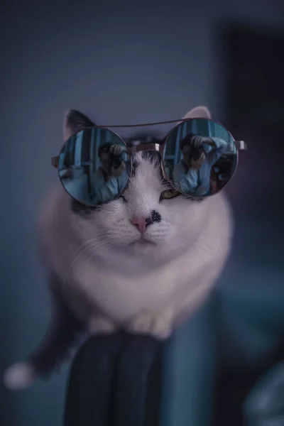 Chat Créatif Dans Des Lunettes Soleil — Photo