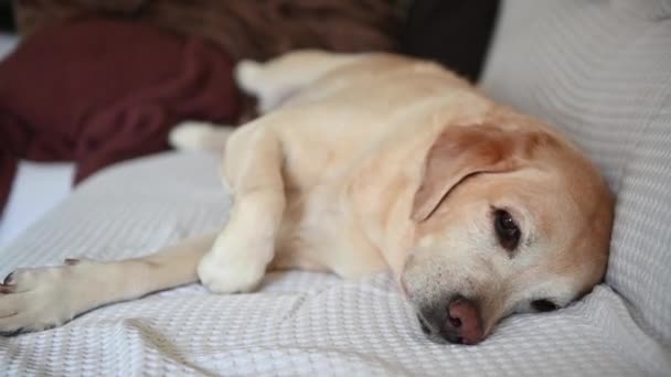 Mignon Labrador Dormir Sur Canapé Puis Réveiller — Video