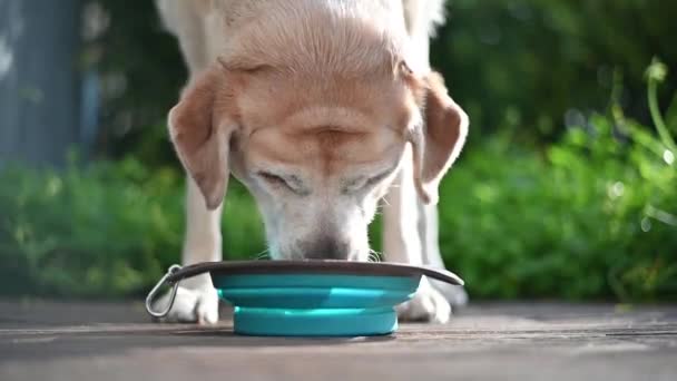 Labrador Dog Drinks Water Bowl Garden Dog Drinking Water — стоковое видео