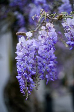 Bahar çiçekleri günbatımı caddesinde çiçek açıyor. Güzel salkımcık sarmaşığı bahçede çiçek açar..