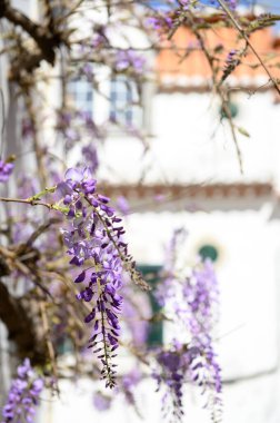 Bahar çiçekleri günbatımı caddesinde çiçek açıyor. Güzel salkımcık sarmaşığı bahçede çiçek açar..