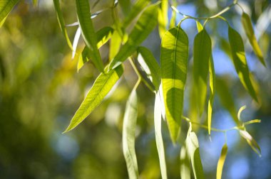 Bir dalda yeşil yapraklar. Baharın başlangıcı. Okaliptüs.