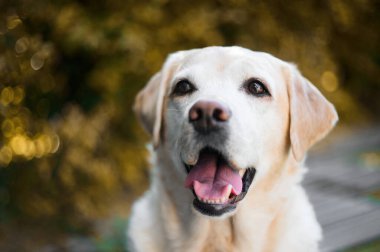 Kameraya bakan sarı labrador av köpeği portresi..